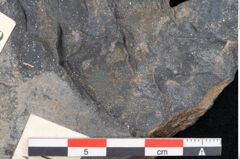Foto (Detailansicht) von Pinus praeholothana Ettingshausen (NHMW-GEO-2024-0188-10229)